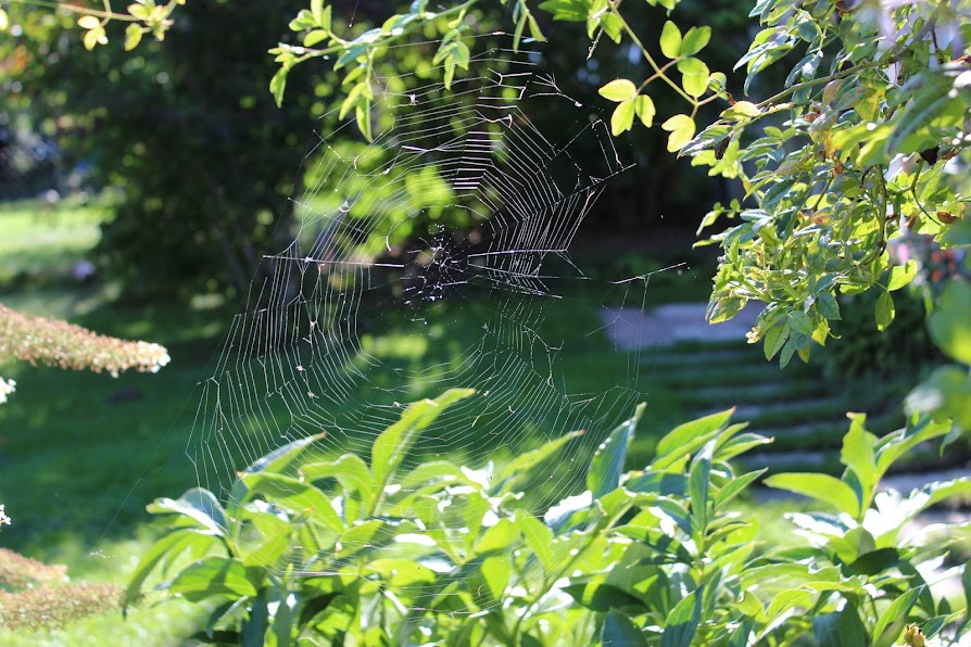 A spider web.